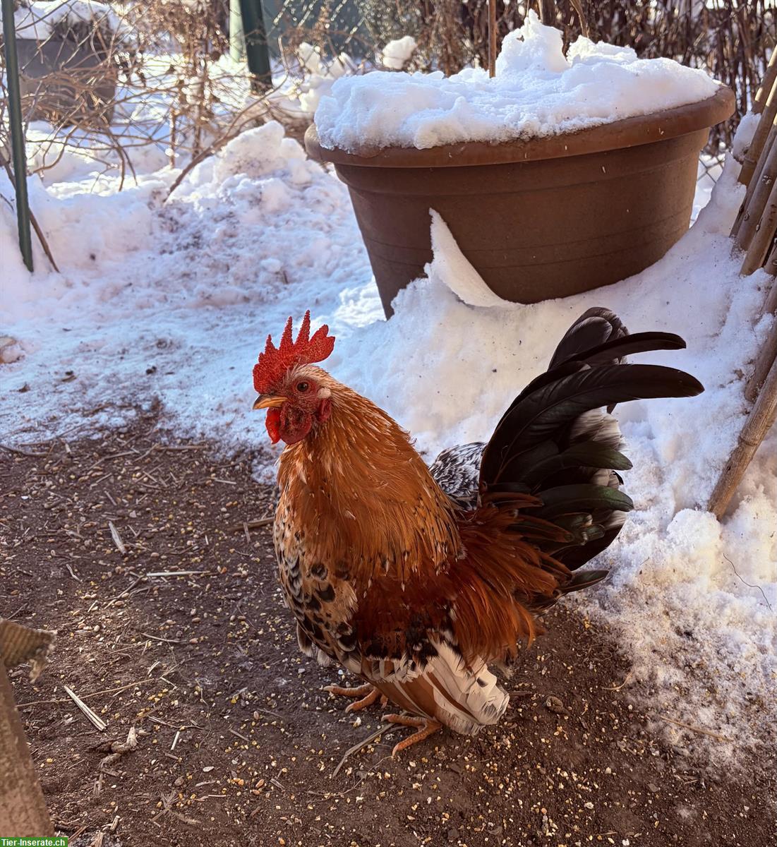 GRATIS: Wunderschöne Serama Hähne aus Naturbrut