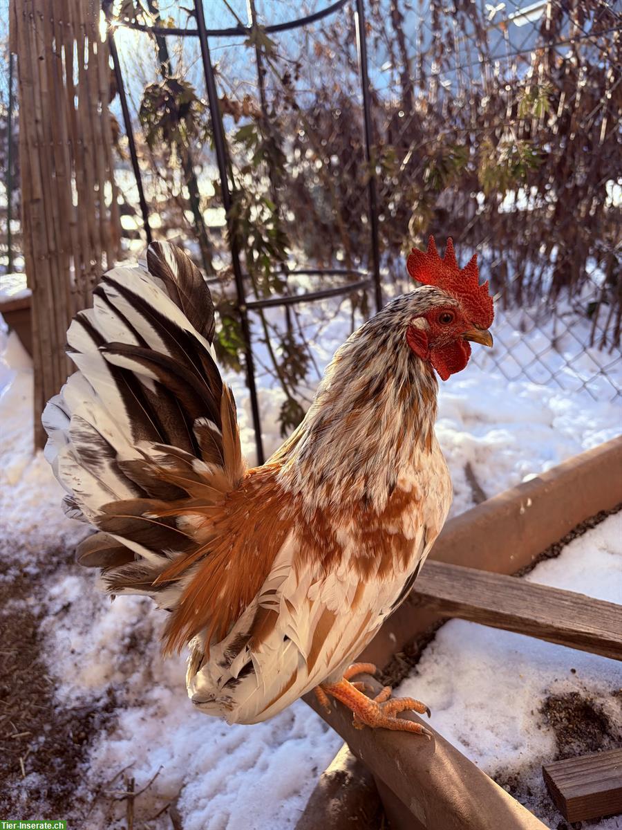 Bild 2: GRATIS: Wunderschöne Serama Hähne aus Naturbrut
