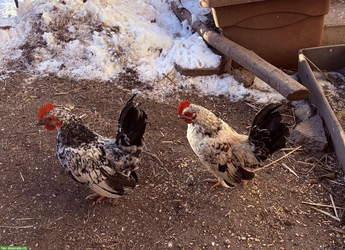 Bild 4: GRATIS: Wunderschöne Serama Hähne aus Naturbrut