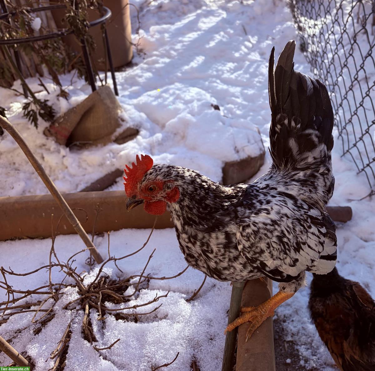 Bild 5: GRATIS: Wunderschöne Serama Hähne aus Naturbrut