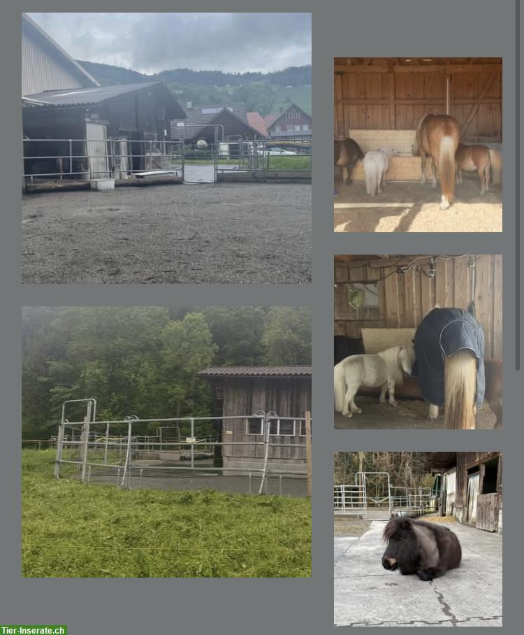 Bild 3: Offenstall in Berneck für Wallach (lieber Hengst/verträgliche Stute)