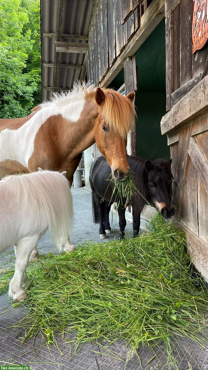 Bild 4: Offenstall in Berneck für Wallach (lieber Hengst/verträgliche Stute)