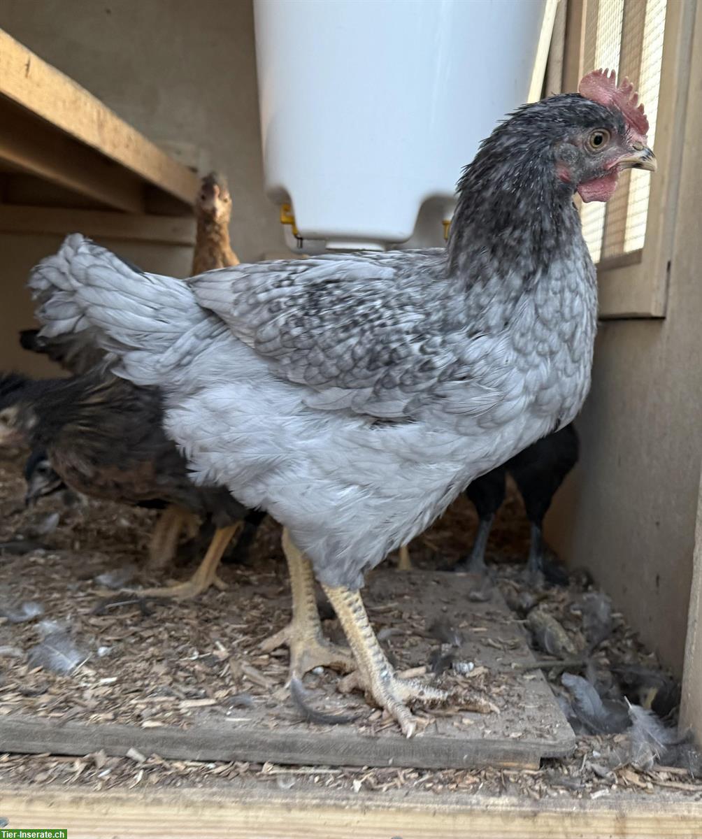 Junger Andalusier Hahn, reinrassig