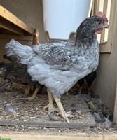 Junger Andalusier Hahn, reinrassig