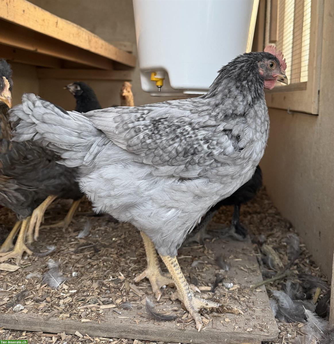 Bild 2: Junger Andalusier Hahn, reinrassig