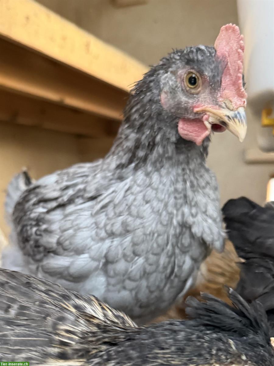 Bild 3: Junger Andalusier Hahn, reinrassig