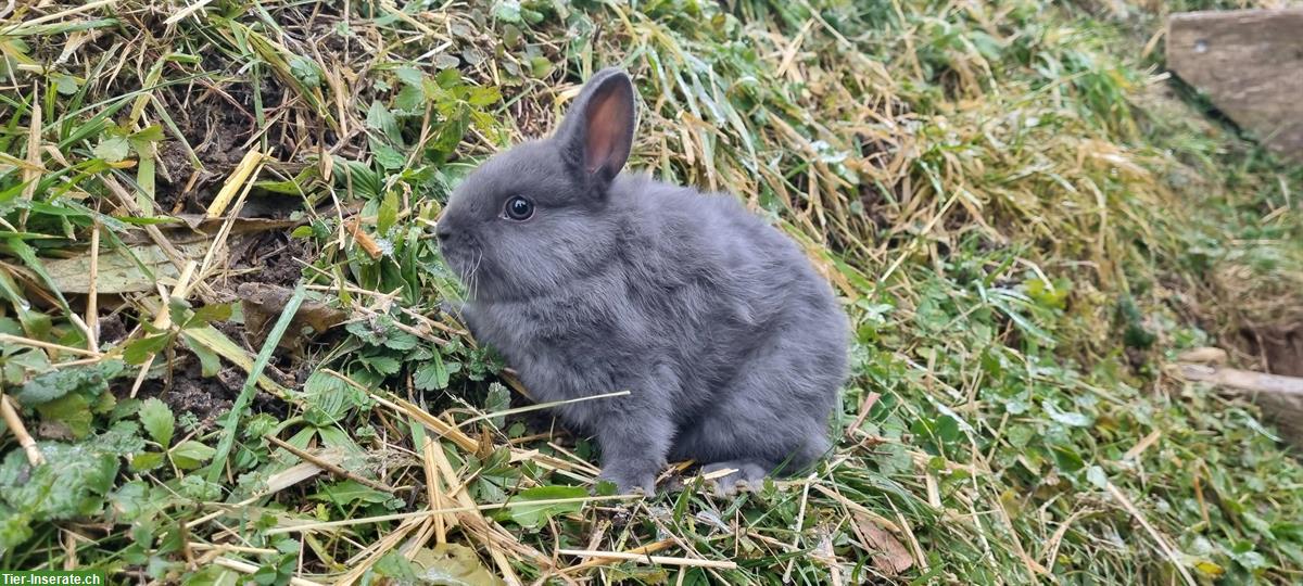 Bild 2: Baby Zwergkaninchen für Aussenhaltung