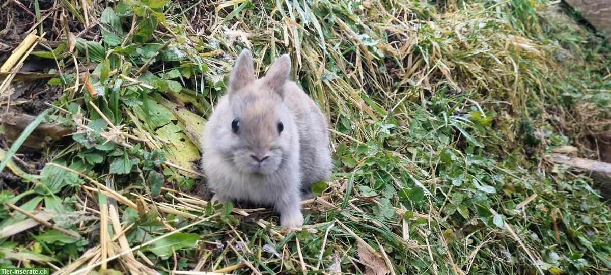 Bild 3: Baby Zwergkaninchen für Aussenhaltung