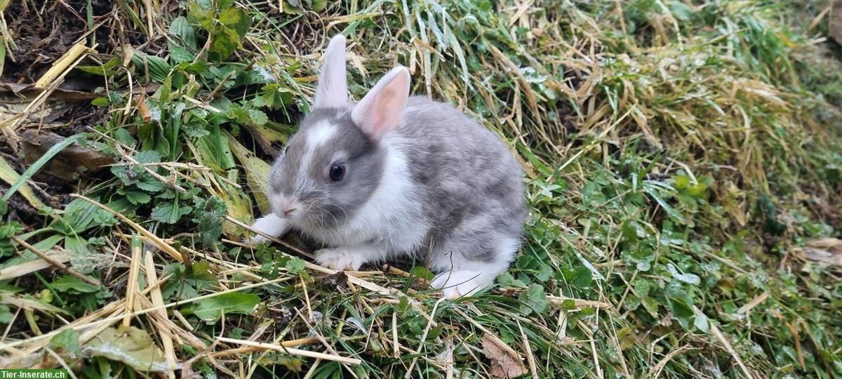 Bild 4: Baby Zwergkaninchen für Aussenhaltung