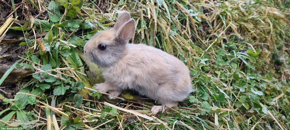 Bild 5: Baby Zwergkaninchen für Aussenhaltung