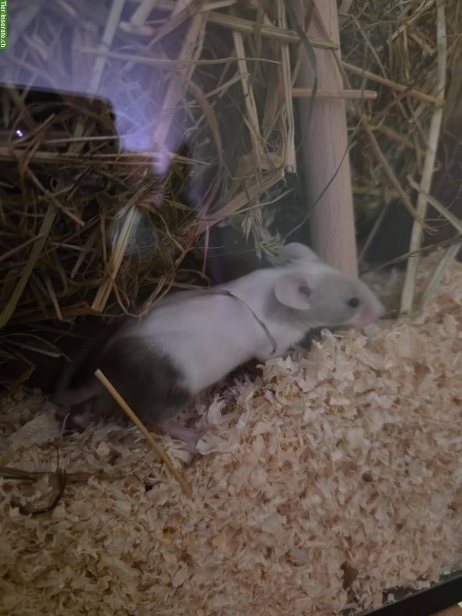 Farbmäuse Gruppe (7 Mäuse), Terrarium optional dazu