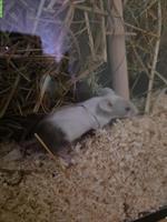 Farbmäuse Gruppe (7 Mäuse), Terrarium optional dazu