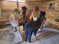 Alpaka- und Lama-Schur nach Wunsch