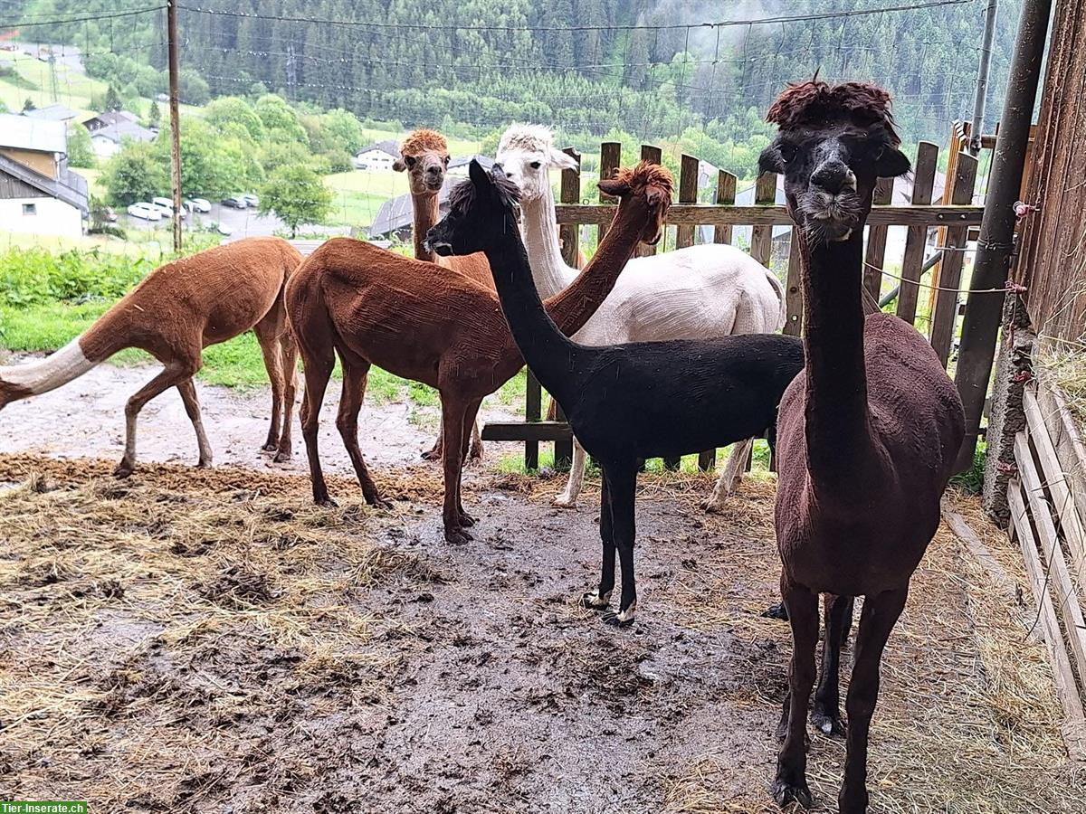 Bild 2: Alpaka- und Lama-Schur nach Wunsch