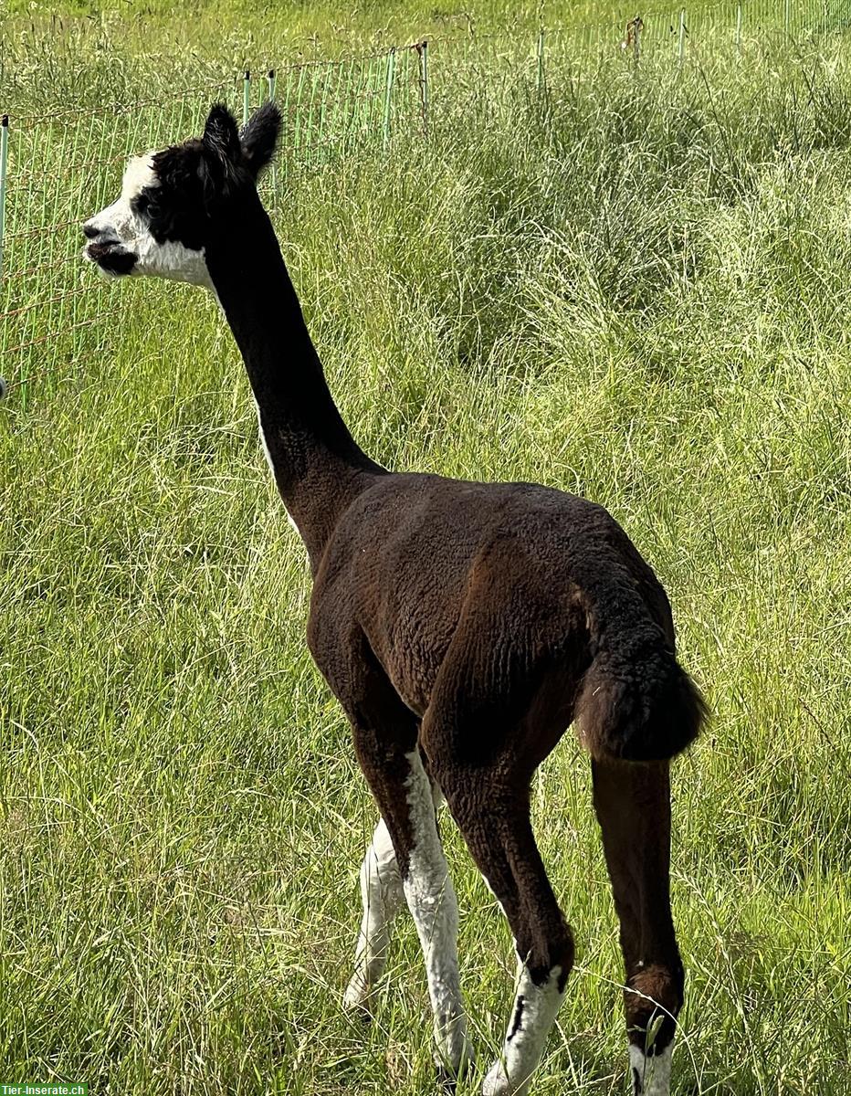 Bild 4: Alpaka- und Lama-Schur nach Wunsch