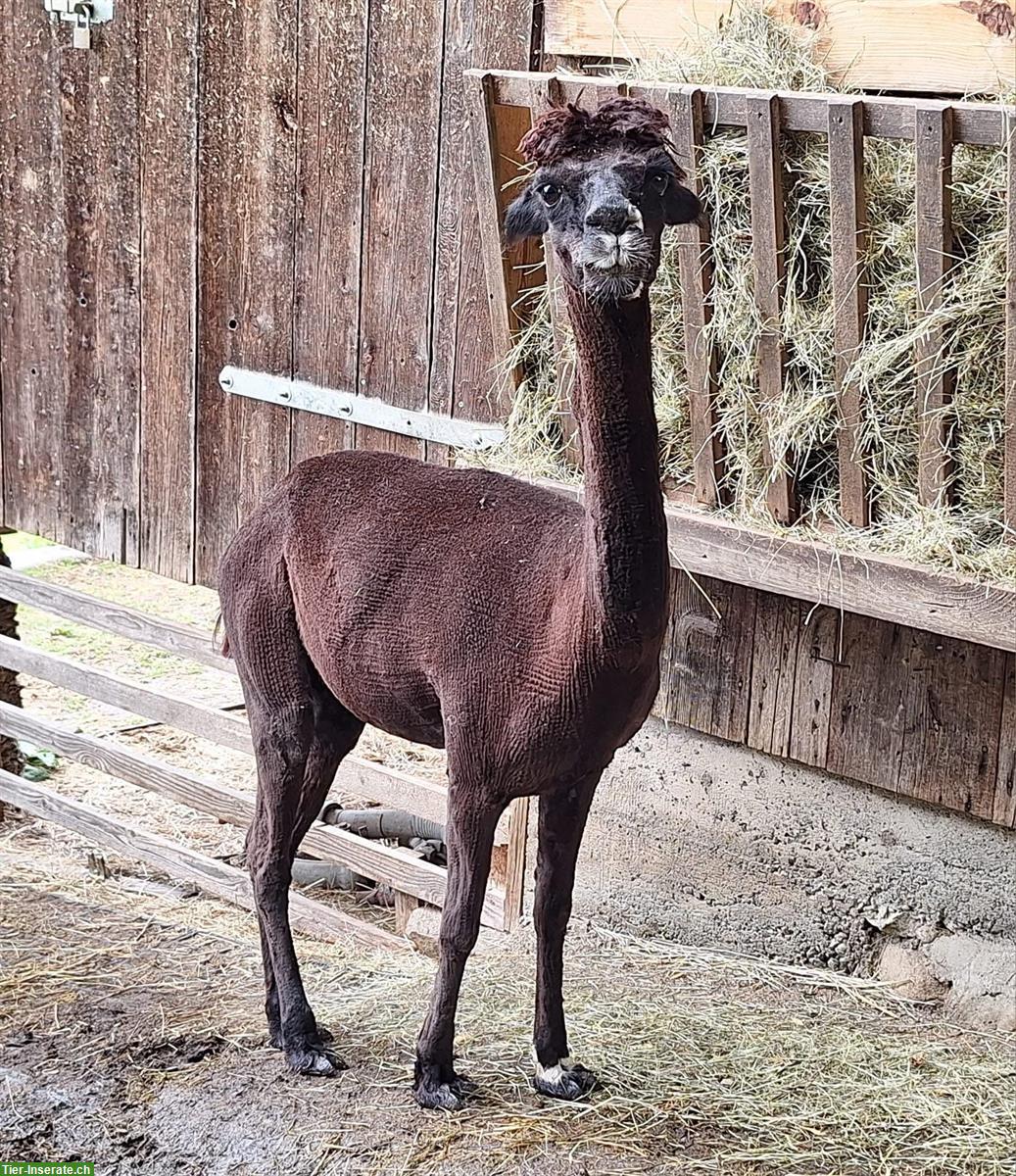 Bild 5: Alpaka- und Lama-Schur nach Wunsch