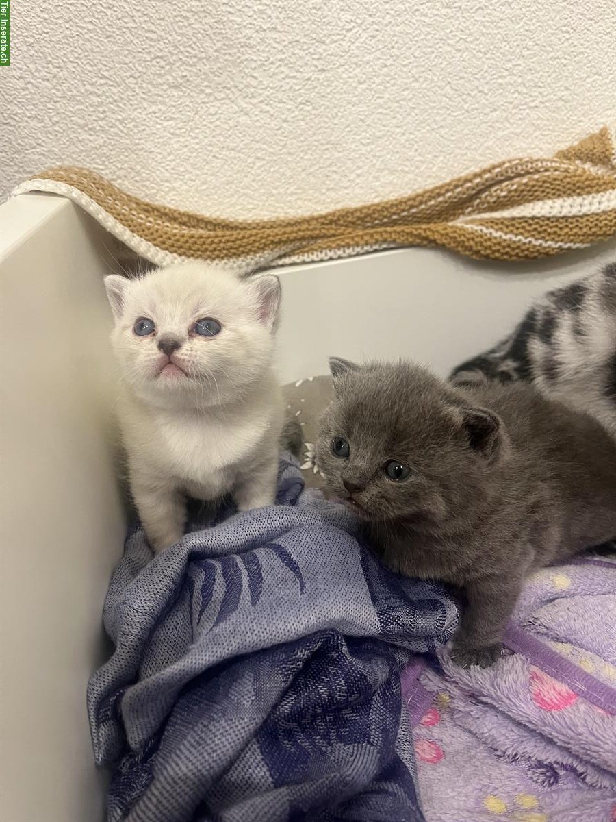 BKH Kätzchen, reinrassig, anhänglich