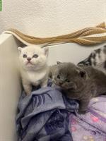 BKH Kätzchen, reinrassig, anhänglich