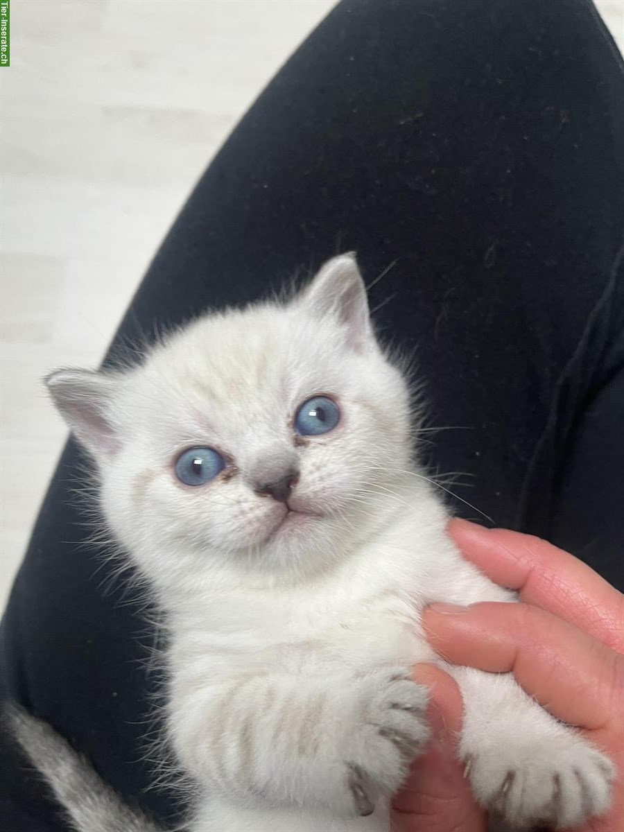 Bild 2: BKH Kätzchen, reinrassig, anhänglich