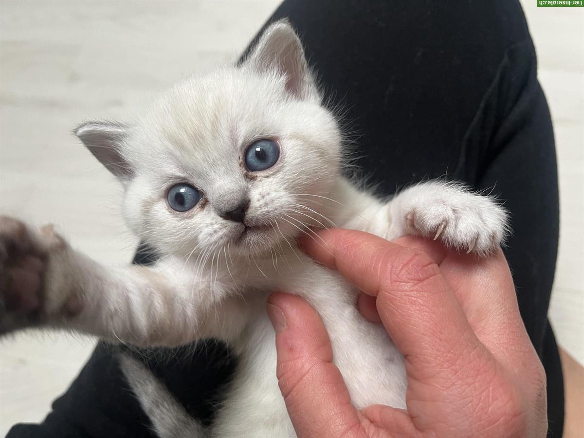 Bild 3: BKH Kätzchen, reinrassig, anhänglich