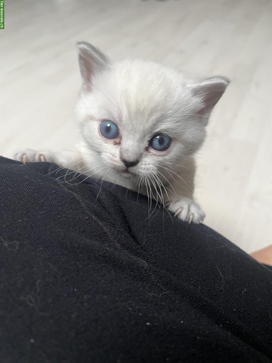 Bild 4: BKH Kätzchen, reinrassig, anhänglich