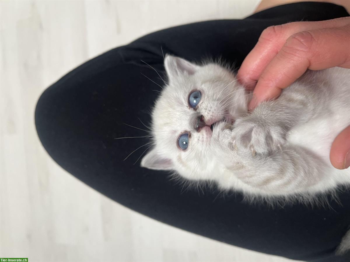 Bild 5: BKH Kätzchen, reinrassig, anhänglich