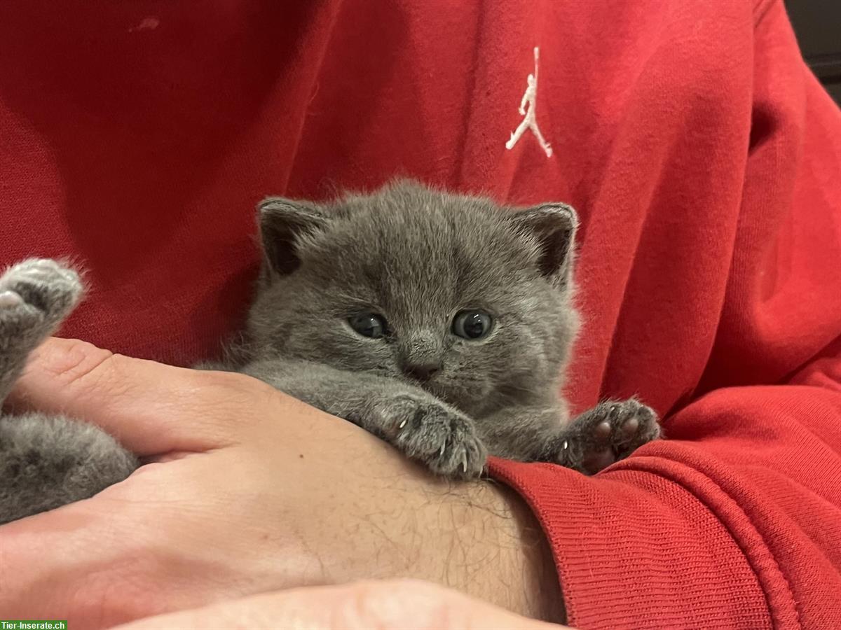 Bild 6: BKH Kätzchen, reinrassig, anhänglich