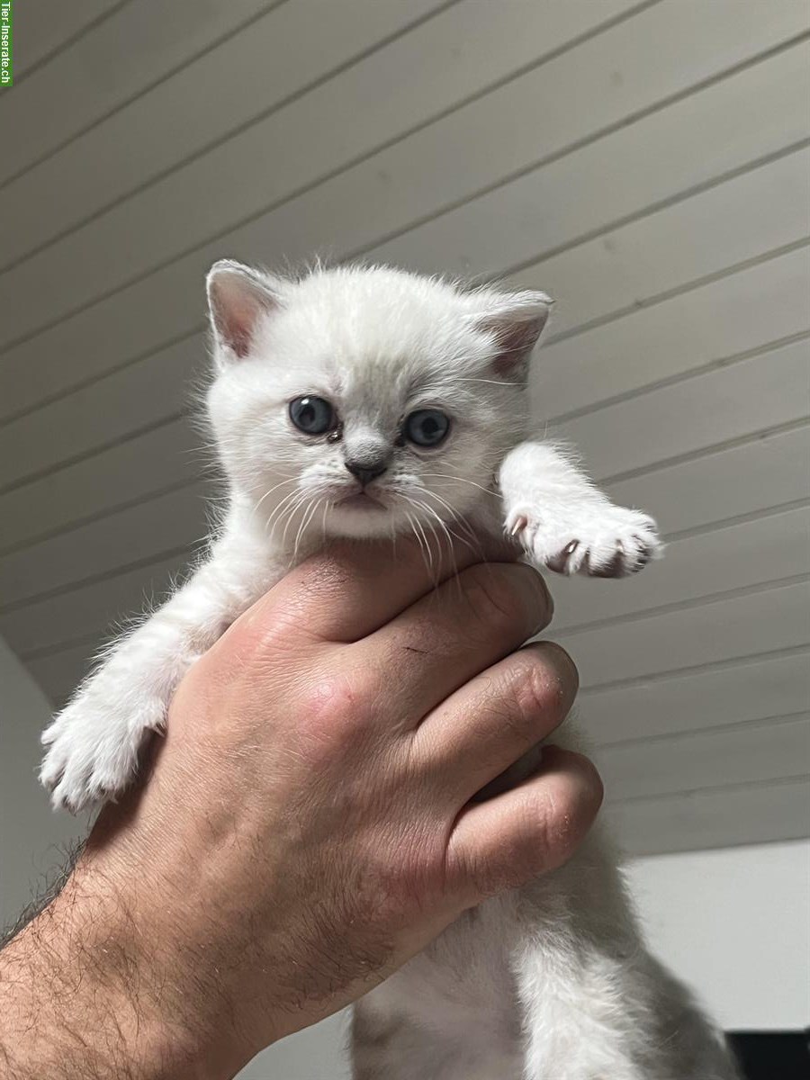 Bild 7: BKH Kätzchen, reinrassig, anhänglich