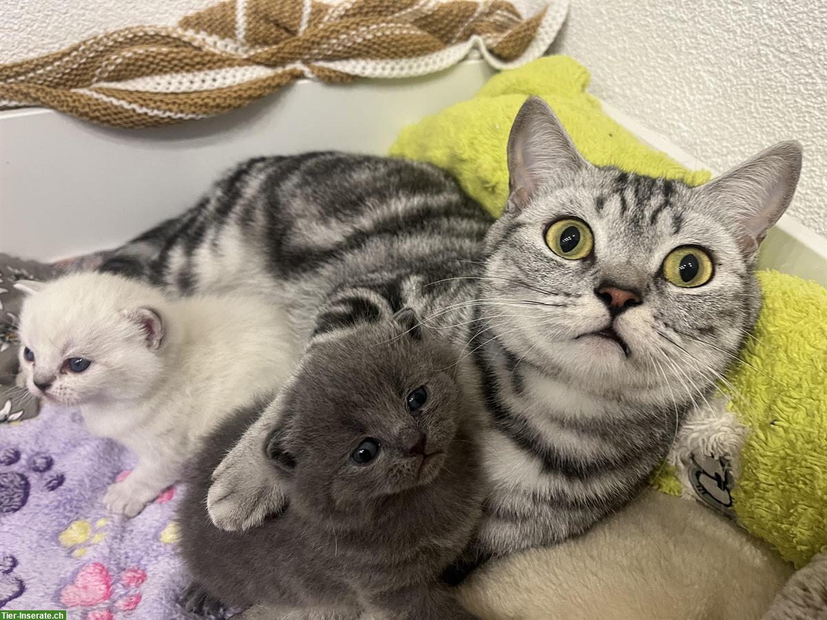 Bild 8: BKH Kätzchen, reinrassig, anhänglich