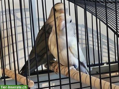 Agaporniden Paar, ca. 3-jährig, zusammen zu verkaufen