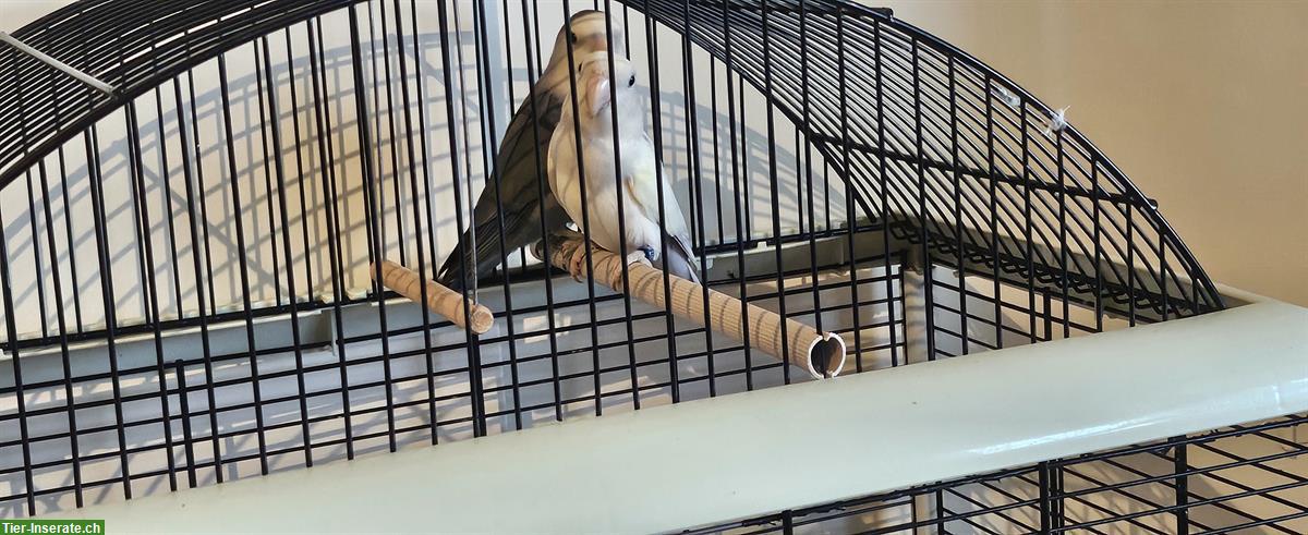 Bild 3: Agaporniden Paar, ca. 3-jährig, zusammen zu verkaufen