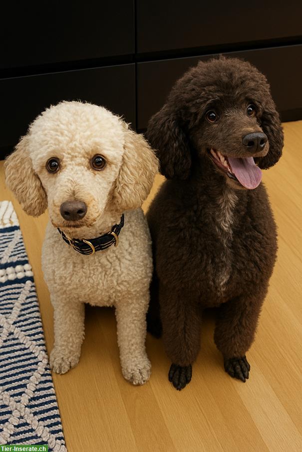 Labradoodle Welpen, Mittelgross | Wurf Ankündigung