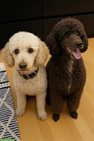 Labradoodle Welpen, Mittelgross | Wurf Ankündigung