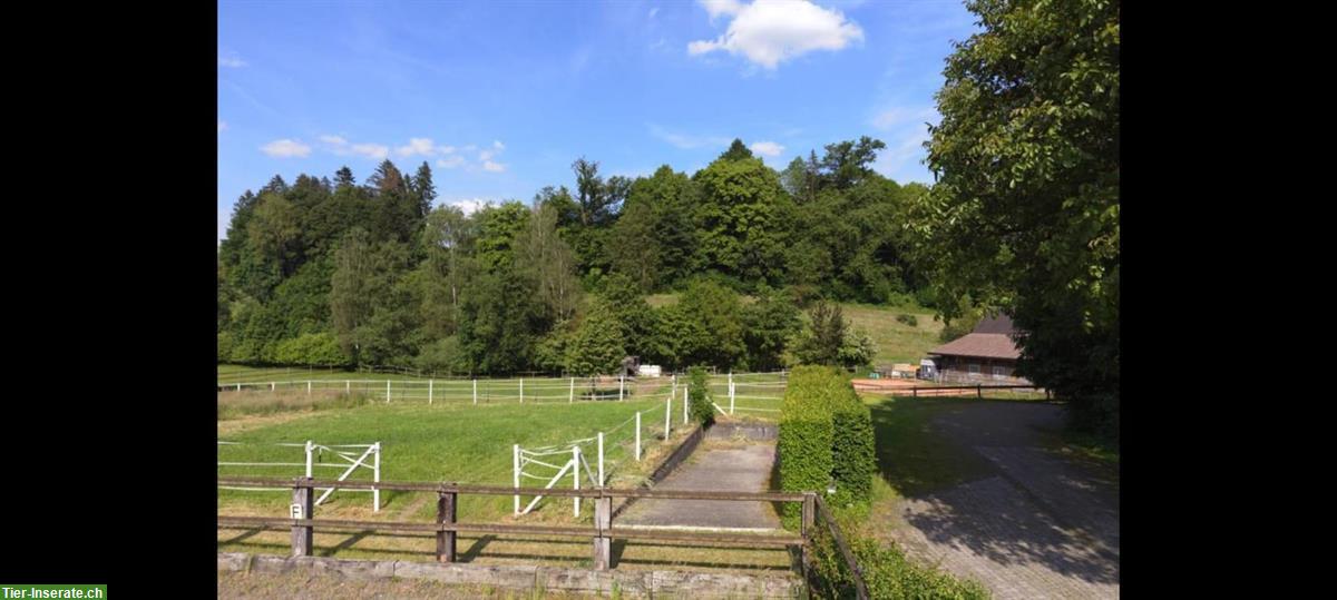 Bild 10: Privatstall für Selbstversorger mit 3 Pferdeboxen, Pfaffnau LU