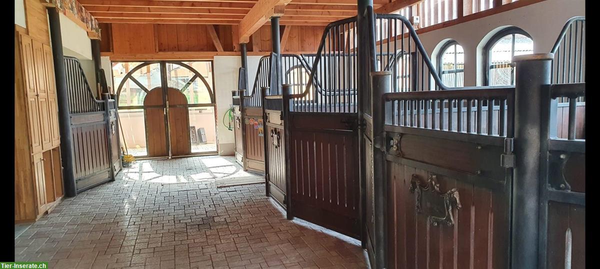 Bild 4: Privatstall für Selbstversorger mit 3 Pferdeboxen, Pfaffnau LU