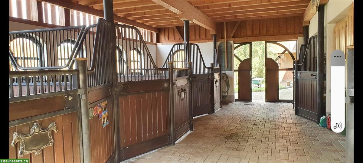 Bild 5: Privatstall für Selbstversorger mit 3 Pferdeboxen, Pfaffnau LU