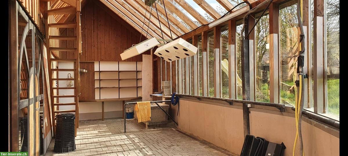 Bild 7: Privatstall für Selbstversorger mit 3 Pferdeboxen, Pfaffnau LU