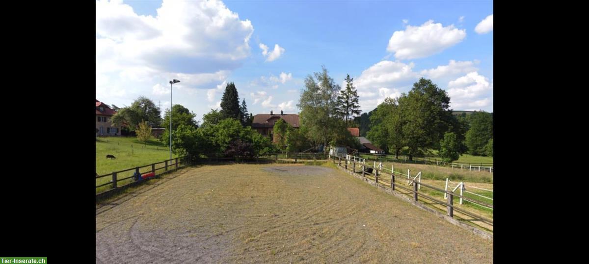 Bild 9: Privatstall für Selbstversorger mit 3 Pferdeboxen, Pfaffnau LU