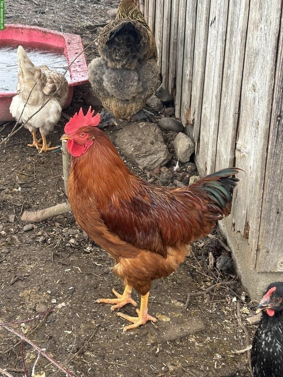 Wunderschöner junger Hahn gratis abzugeben