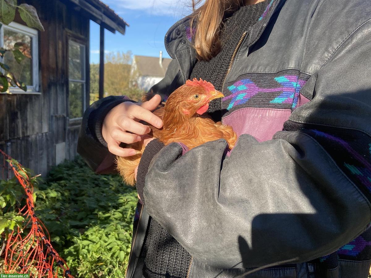 Bild 2: Wunderschöner junger Hahn gratis abzugeben