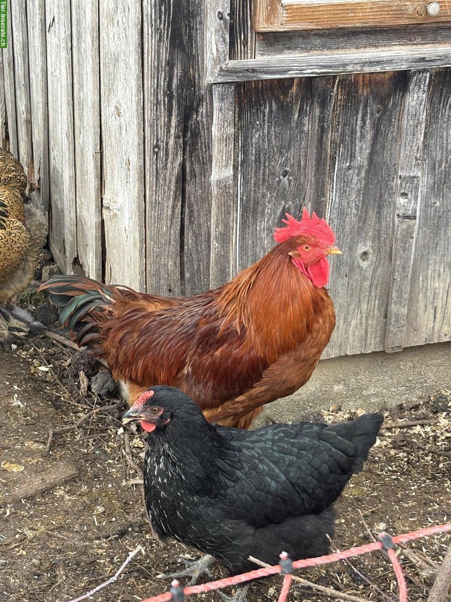 Bild 3: Wunderschöner junger Hahn gratis abzugeben