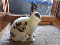 Junger Klein Rex (Mini Rex) Dalmatiner