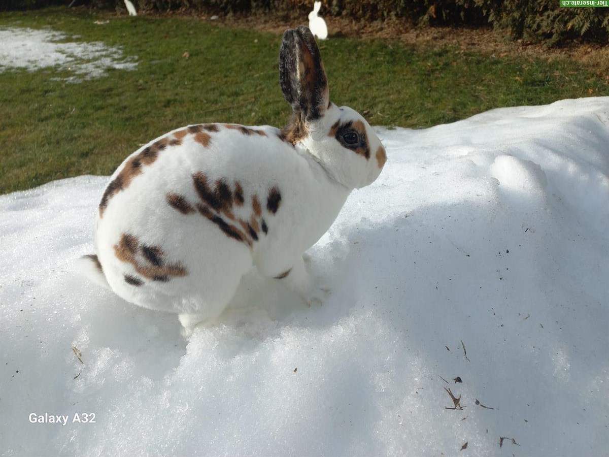 Bild 3: Junger Klein Rex (Mini Rex) Dalmatiner