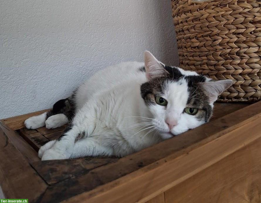 Einzelkatze sucht ruhiges Zuhause als Wohnungskatze