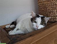 Einzelkatze sucht ruhiges Zuhause als Wohnungskatze