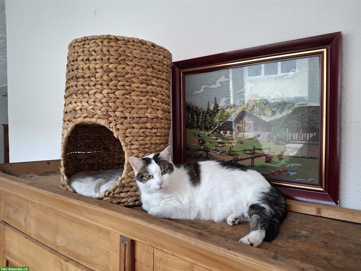 Bild 2: Einzelkatze sucht ruhiges Zuhause als Wohnungskatze