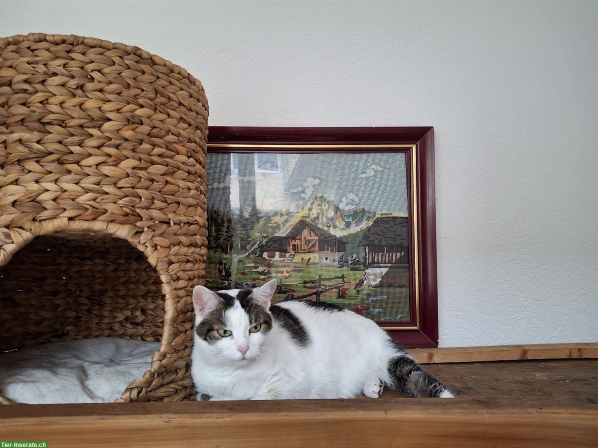 Bild 3: Einzelkatze sucht ruhiges Zuhause als Wohnungskatze