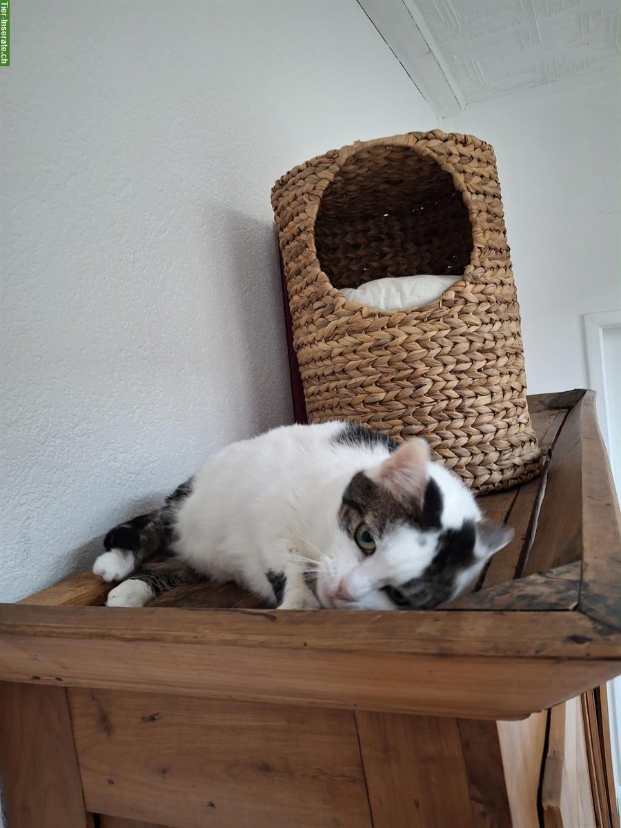 Bild 4: Einzelkatze sucht ruhiges Zuhause als Wohnungskatze