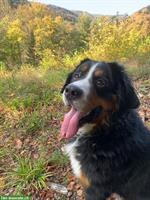 Deckrüde Berner Sennenhund