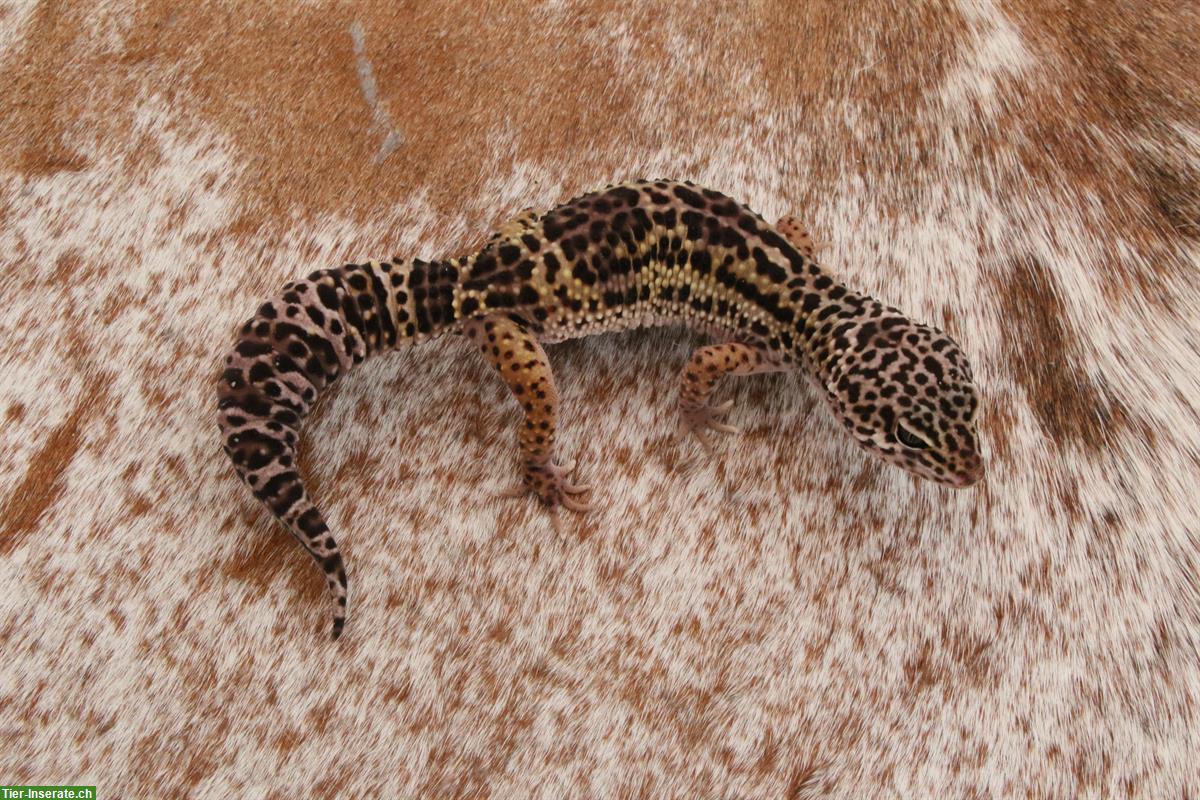 Leopardgeckos mit Stammbaum aus Schweizer Zucht